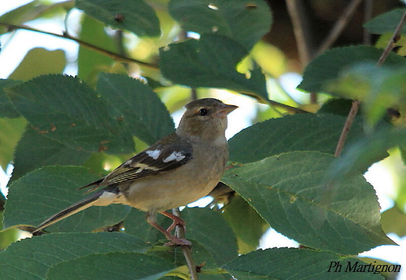 Eurasian Chaffinch female