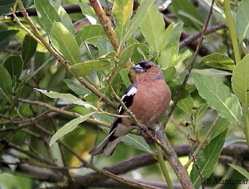 Pinson des arbres