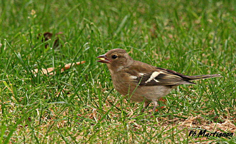 Pinson des arbres femelle, identification, régime