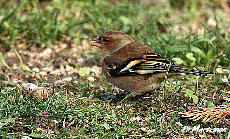 Eurasian Chaffinch male, identification