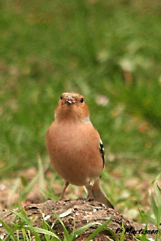 Pinson des arbres mâle, identification