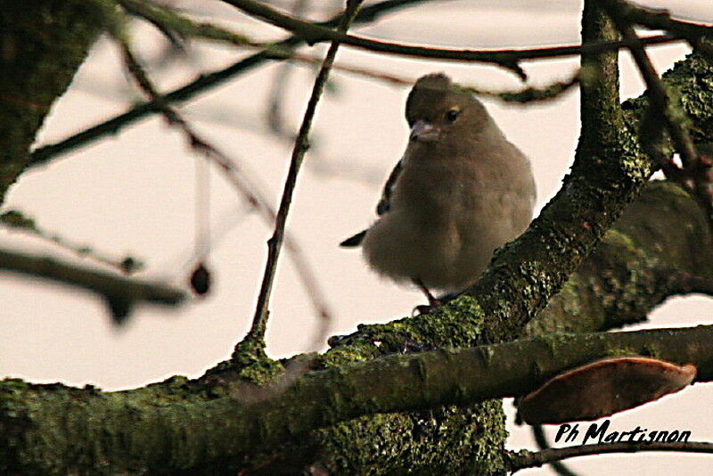 Pinson des arbres femelle