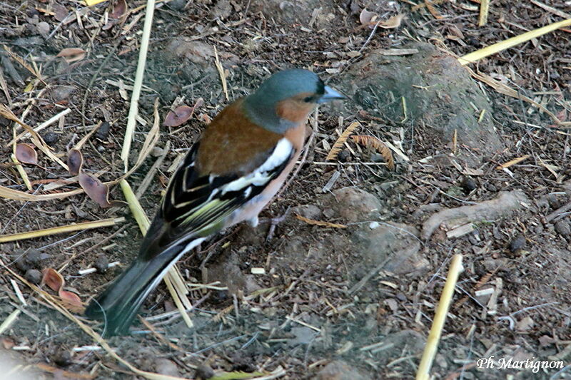 Eurasian Chaffinch