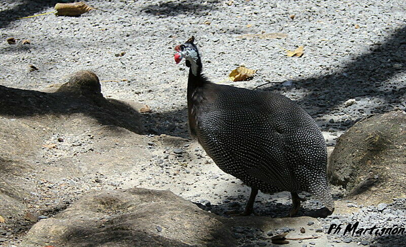 Helmeted Guineafowl