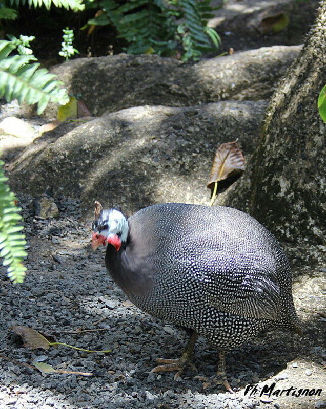 Helmeted Guineafowl