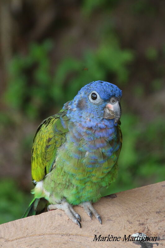 Blue-headed Parrot, identification