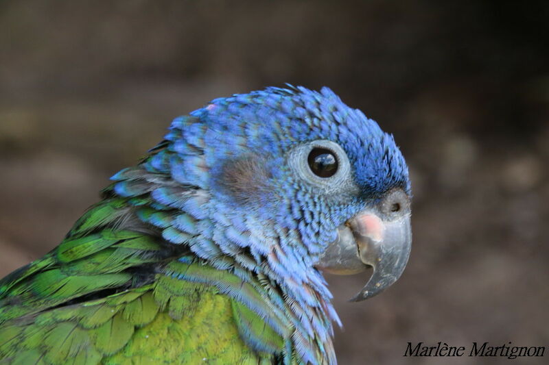 Pione à tête bleue, identification, portrait