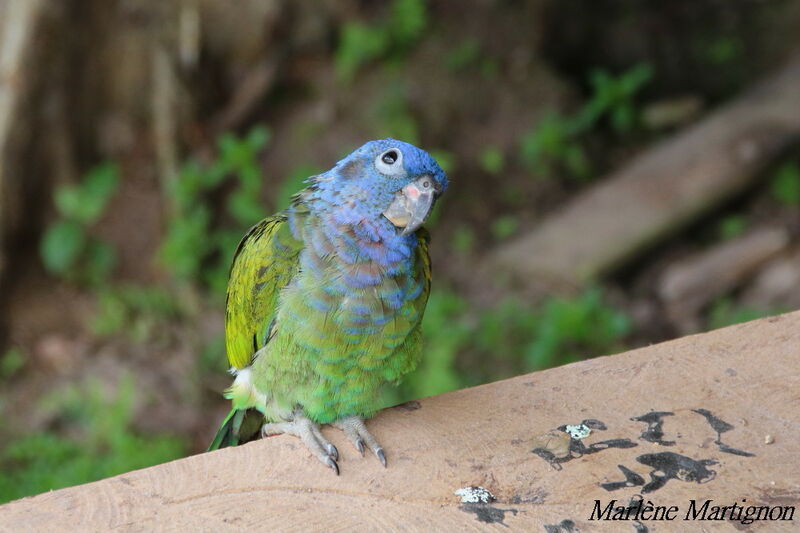 Pione à tête bleue, identification