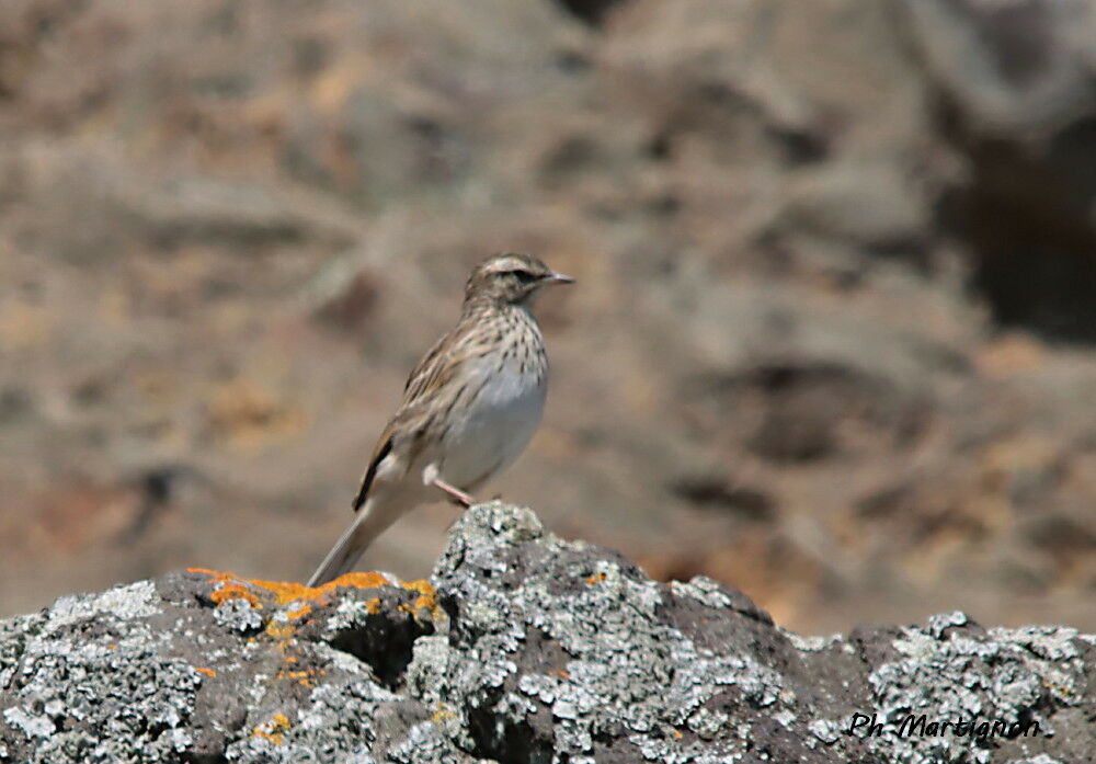 Pipit austral
