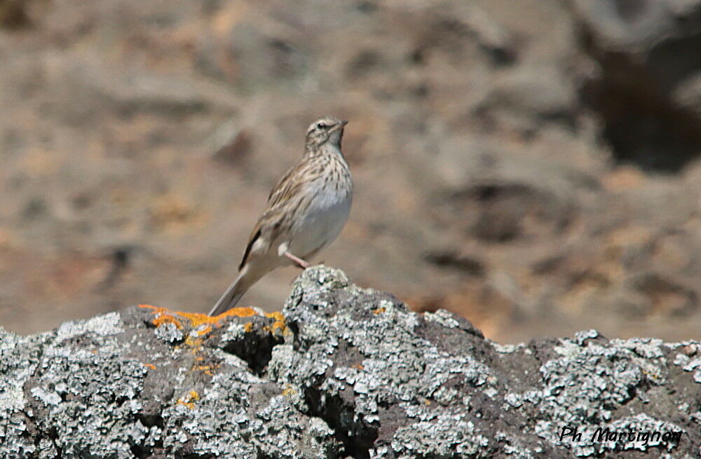 Pipit austral