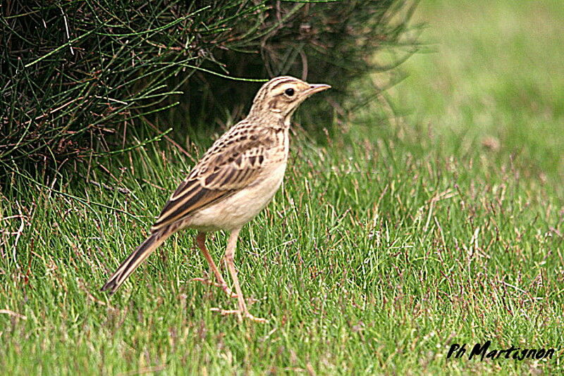 Pipit roussetjuvénile, identification