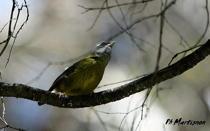 Slaty-capped Flycatcher