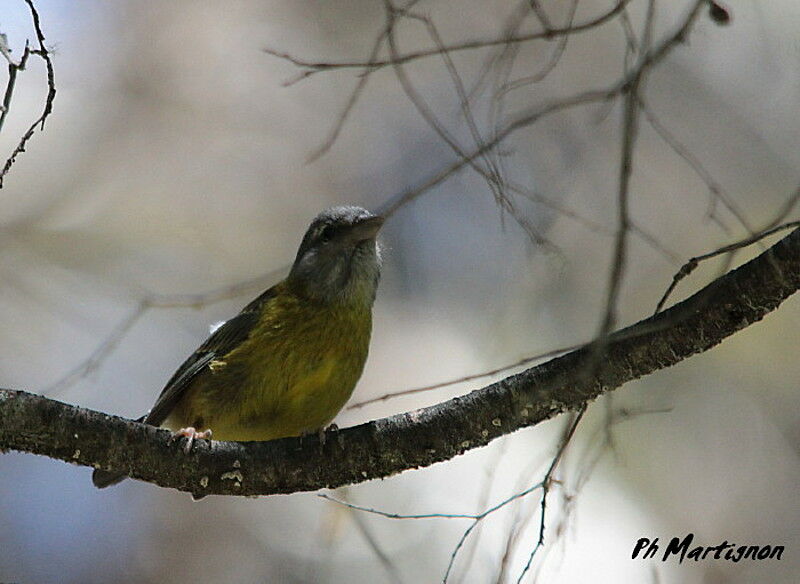 Slaty-capped Flycatcher