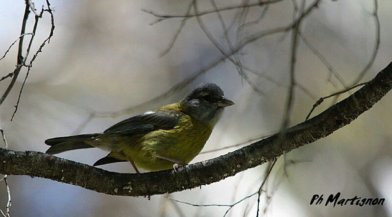 Slaty-capped Flycatcher