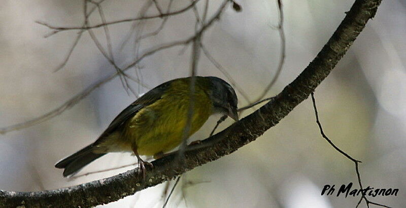 Slaty-capped Flycatcher