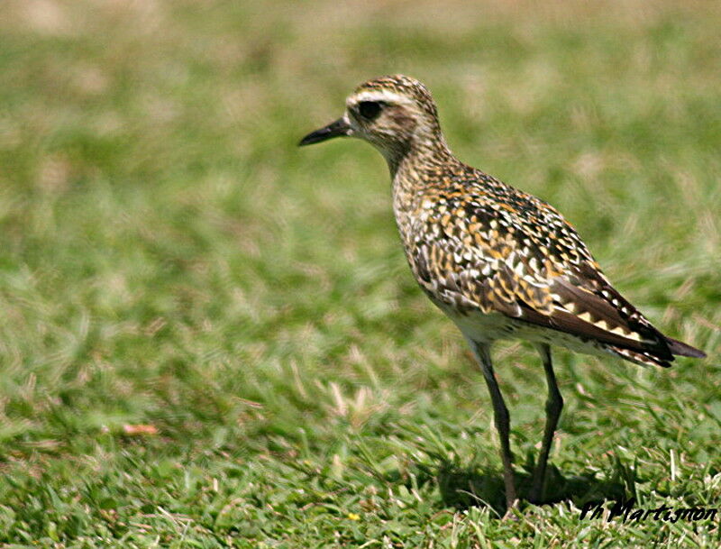 Pacific Golden Plover, identification