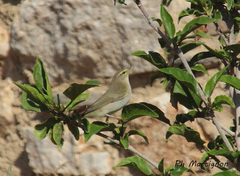 Willow Warbler, identification