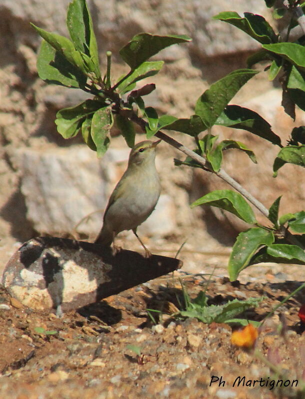 Willow Warbler, identification