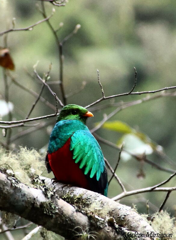 Quetzal doré, identification