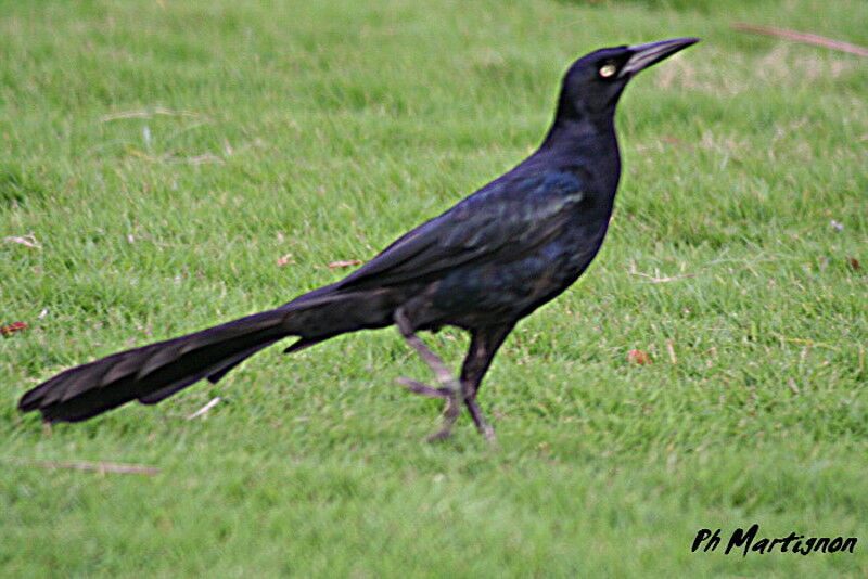 Quiscale à longue queue mâle, identification