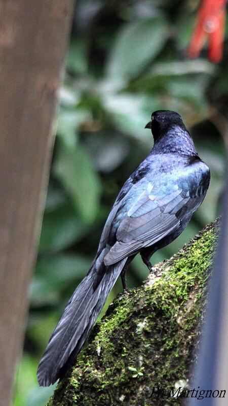 Great-tailed Grackle male