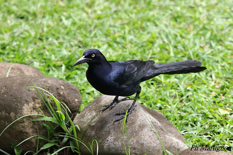 Great-tailed Grackle male