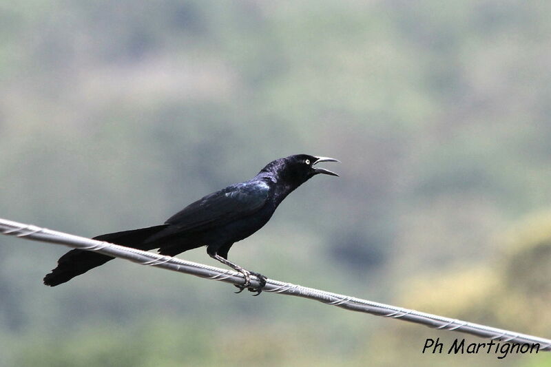 Great-tailed Grackle, identification