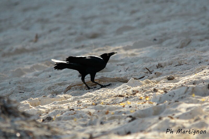 Quiscale à longue queue, identification