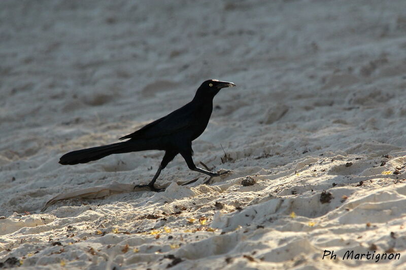 Great-tailed Grackle, identification