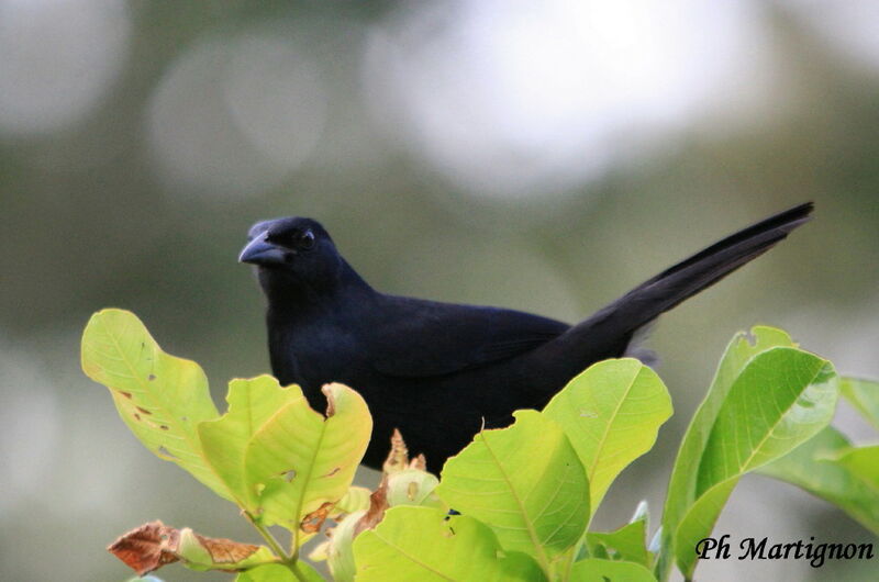 Melodious Blackbird