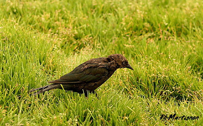 Brewer's Blackbird female