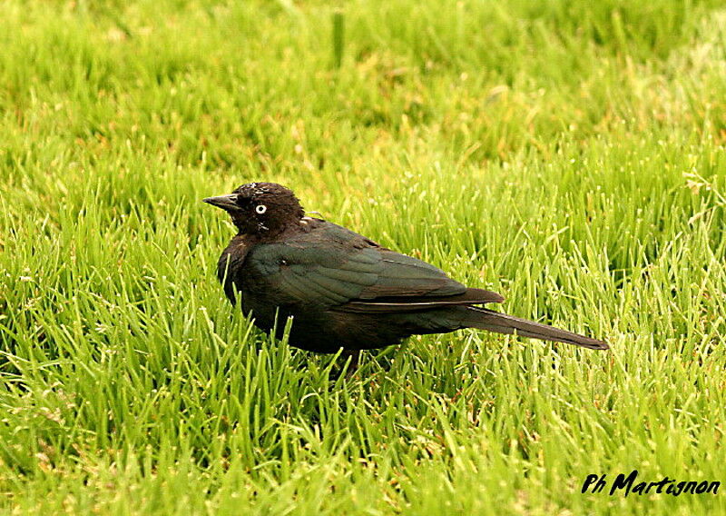 Brewer's Blackbird female