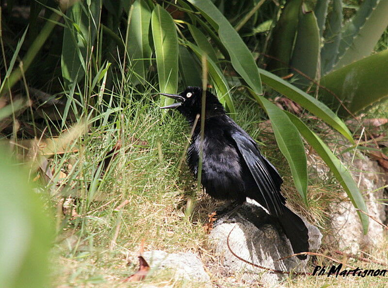 Carib Grackle male