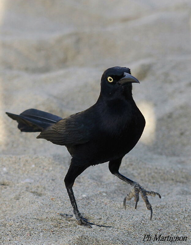 Carib Grackle, identification, walking