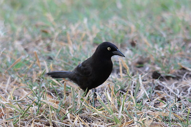 Carib Grackle, identification