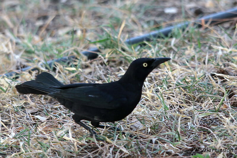 Carib Grackle, identification