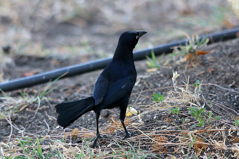 Carib Grackle, identification