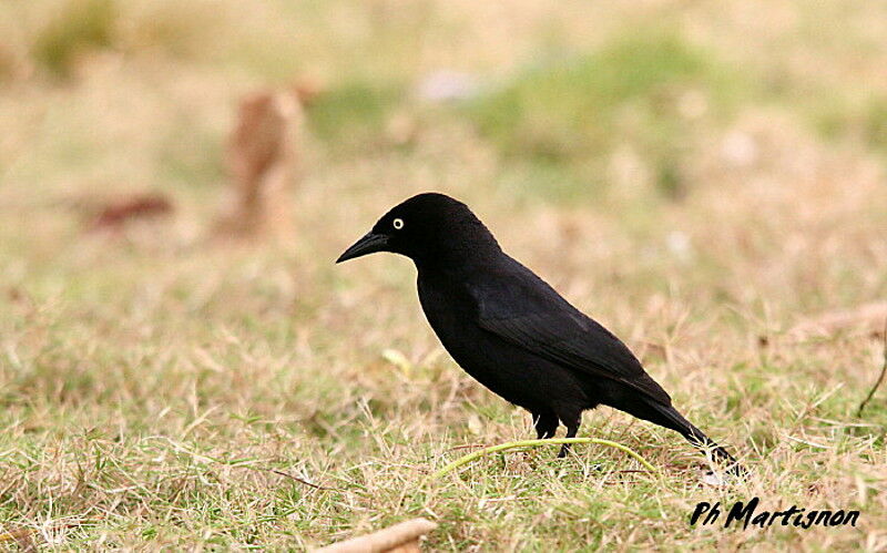 Carib Grackle male