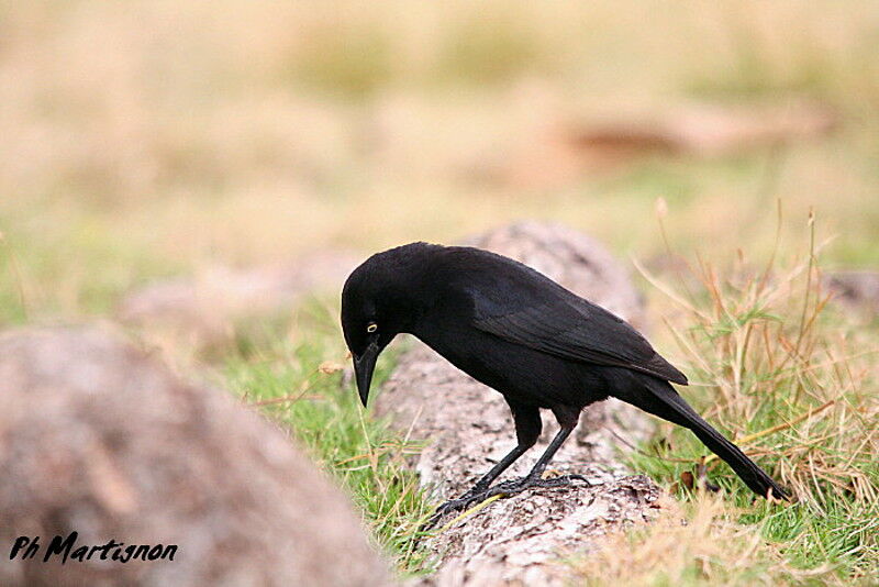 Carib Grackle male