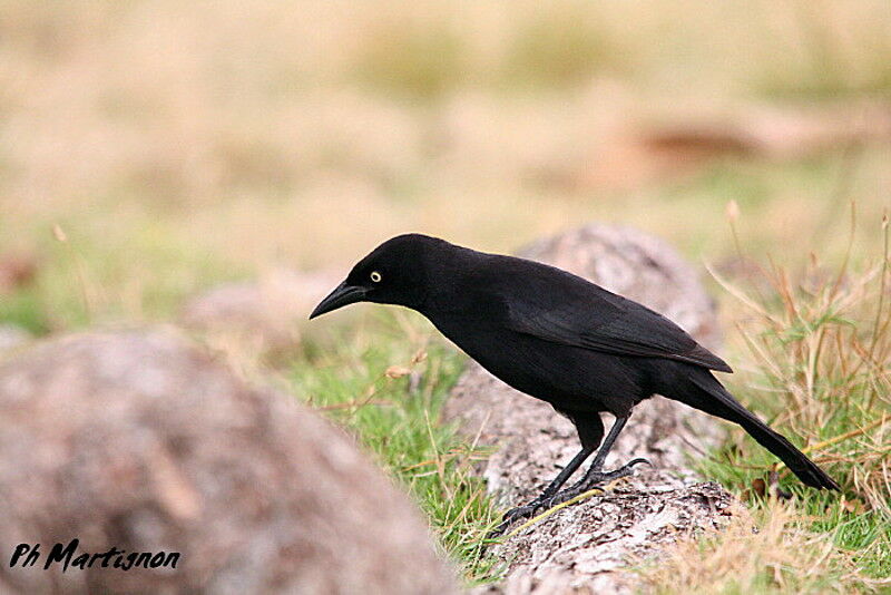 Carib Grackle