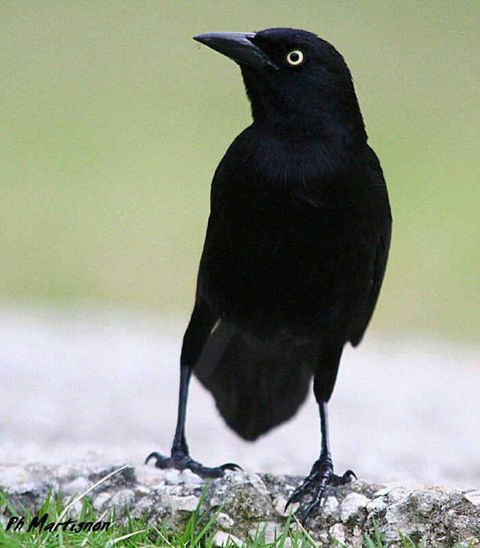 Carib Grackle