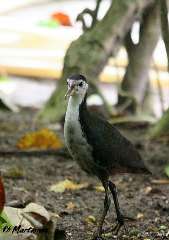 White-breasted Waterhen