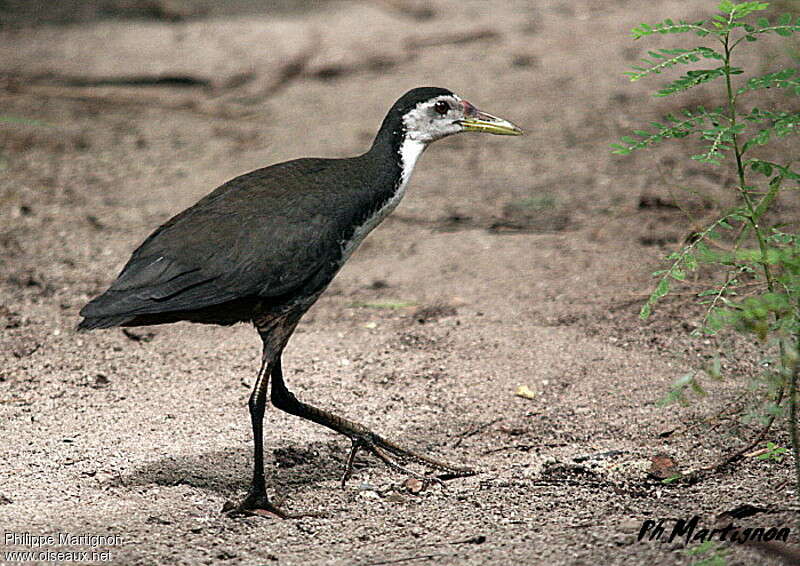 White-breasted Waterhenimmature, identification