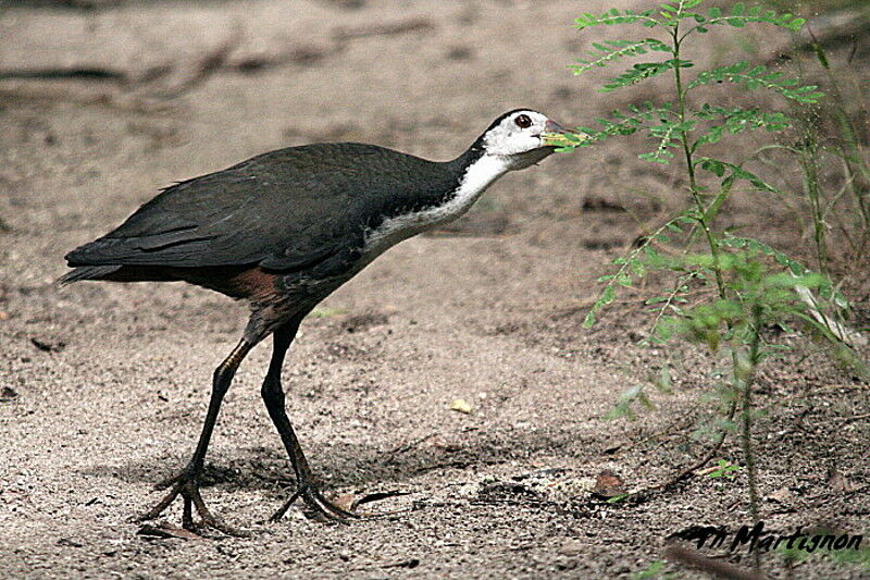 White-breasted Waterhen