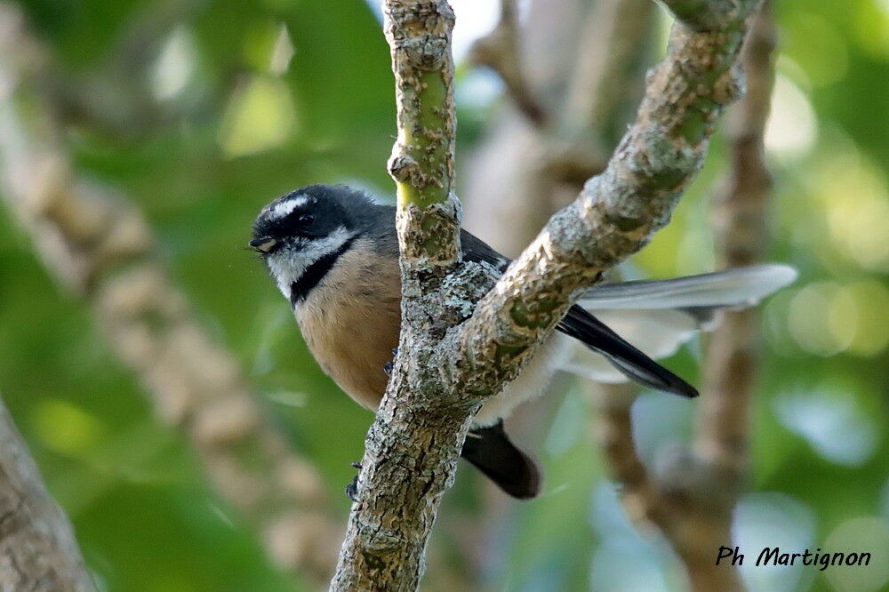 Rhipidure à collier, identification