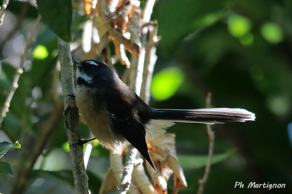 Rhipidure à collier