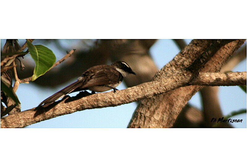 Friendly Fantail, identification