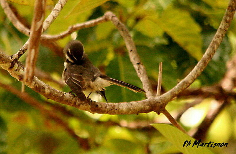 Grey Fantail