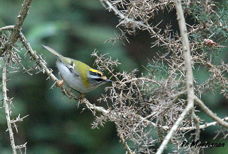 Common Firecrest