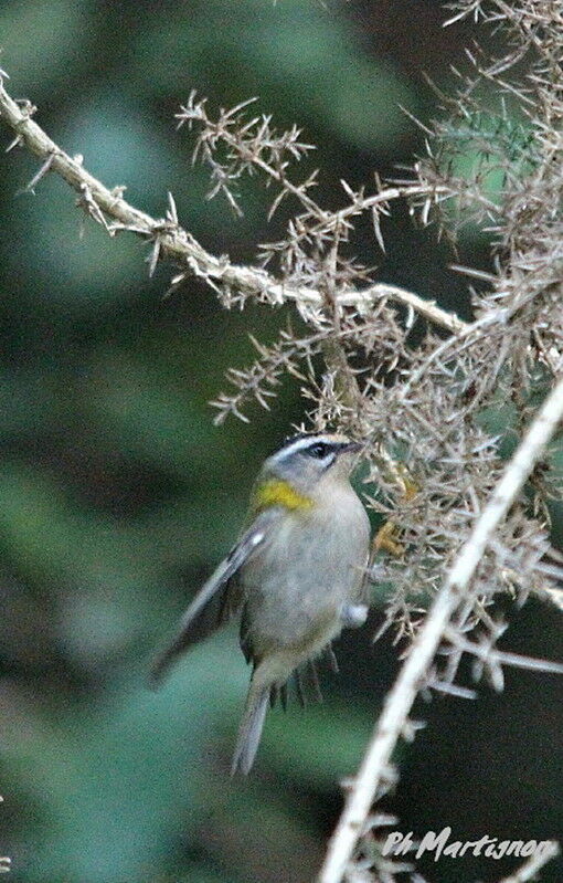 Common Firecrest